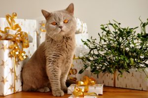 Keep Your Pets Safe During the Holidays