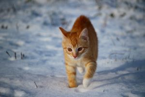 Ways to Help Stray Cats This Winter