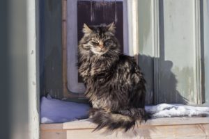 Ways to Help Stray Cats This Winter