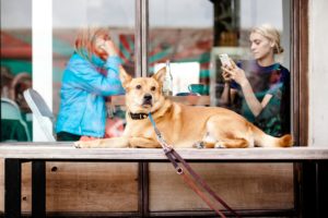 Dog Friendly Places New York