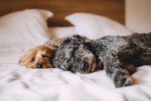 Pet Friendly Hotel Chains