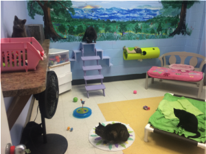 The facility is full of playrooms for cats and dogs.