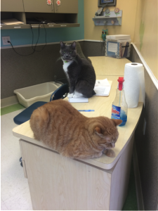 Cats can hang out wherever they want, including the desks.