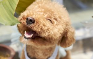 dog teeth cleaning