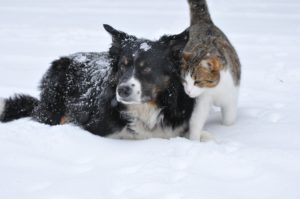 protect your pets in the cold