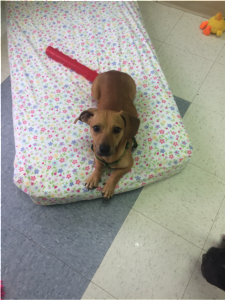 The pooches get to share a mattress in one of the glass rooms.