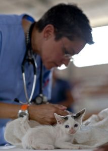 how to choose a veterinarian