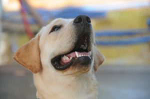 dog teeth cleaning