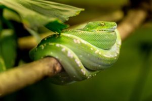 reasons why you should adopt a reptile