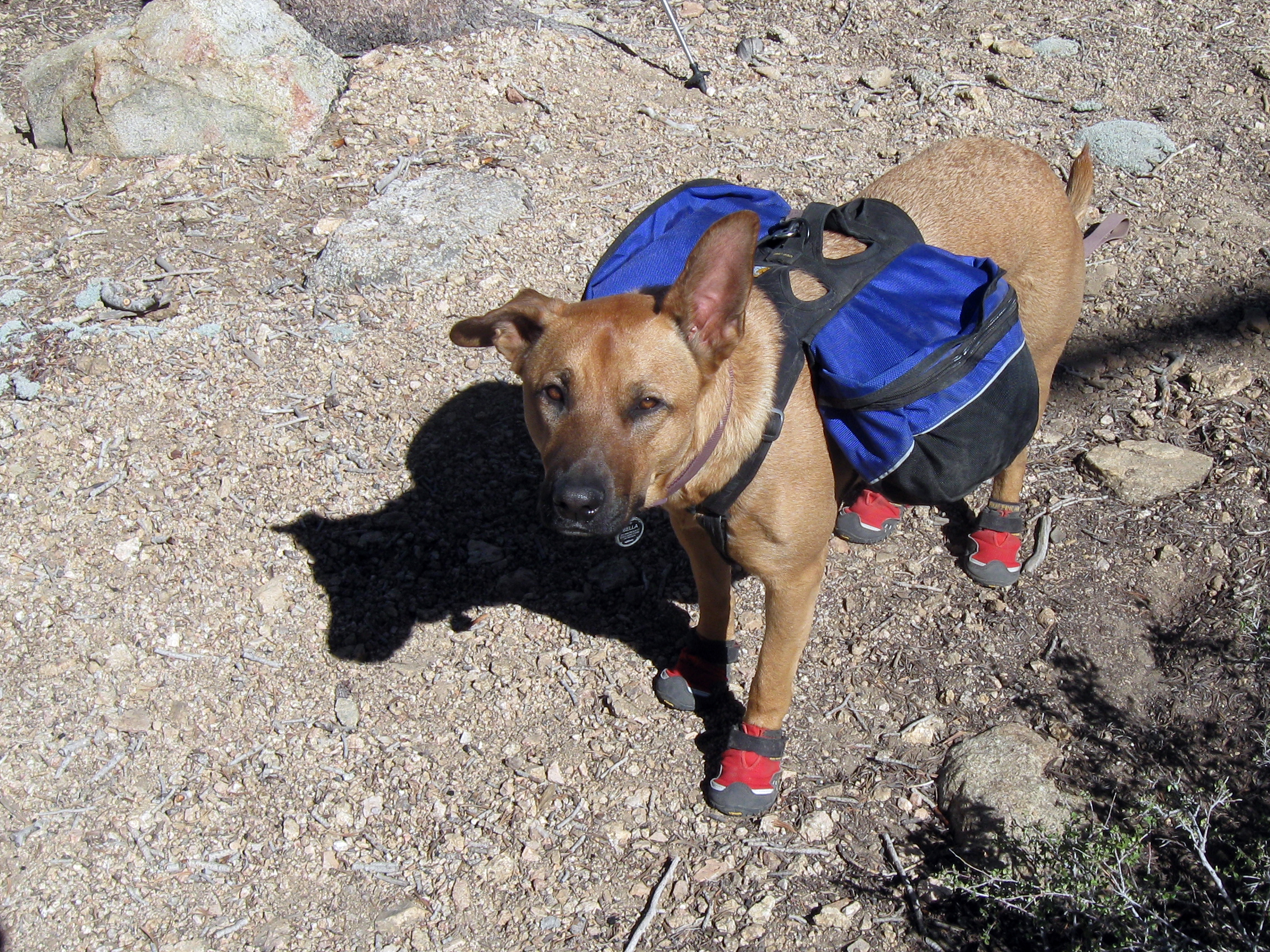 puppy hiking