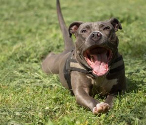 How to Take Action Against Dog Fighting