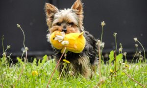 The Best Toys for Your Dog's Personality