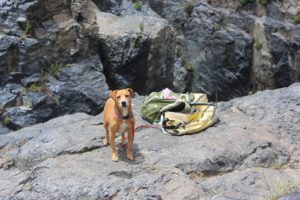 10 Tips to Remember When Hiking With Your Dog