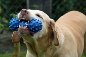 The Best Toys for Your Dog's Personality