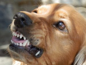 ways to stop dog aggression