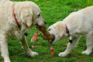 The Five Different Dog Personalities