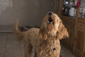 4 Common Doggy Dilemmas and How to Overcome Them