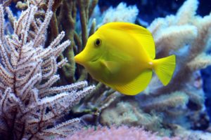 5 Unexpected Ways Being a Fish Parent Benefits You