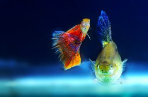 5 Unexpected Ways Being a Fish Parent Benefits You