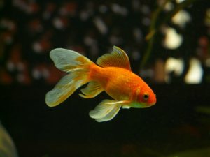 5 Unexpected Ways Being a Fish Parent Benefits You