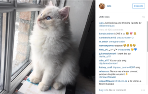 cats instagram