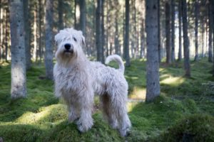 5 Extinct Breeds Dog Lovers Should Know About