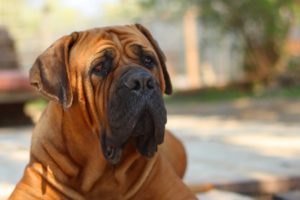 5 Extinct Breeds Dog Lovers Should Know About