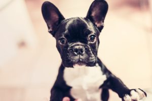 10 Amazing Products Every Dog Owner Should Have