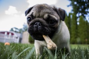 6 Things To Share With Your Pet Sitter