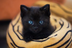 Why Aren't People Adopting Black Pets?