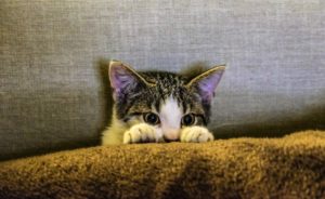 7 Tips for Getting Your New Cat Acclimated to Your Home