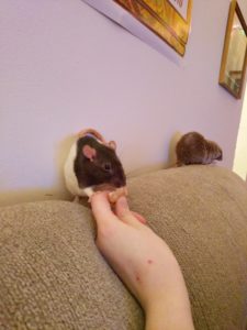 Roxy enjoying a snack at play time!