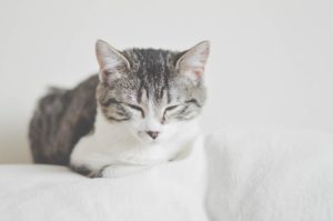 10 Things to Tell Your Cat Sitter About Your Cat