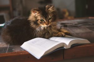 tips to raise your kitten