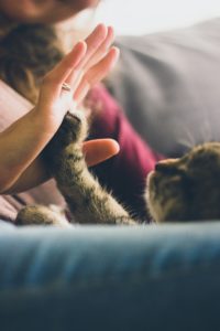 5 Purrfect New Year's Resolutions for Cat Owners