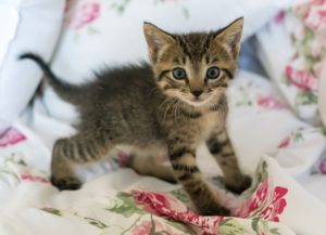 tips to raise your kitten