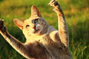 reasons why you shouldn't declaw your cat