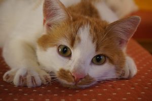 5 Reasons Why You Shouldn't Declaw Your Cat