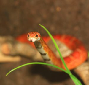 5 Reptiles to Consider Adopting