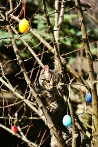 4 Ways for Your Cat to Have a Purrfect Easter