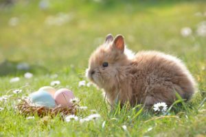 3 Pets You Shouldn't Adopt this Easter