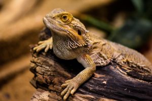 5 Reptiles to Consider Adopting