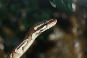 5 Reptiles to Consider Adopting