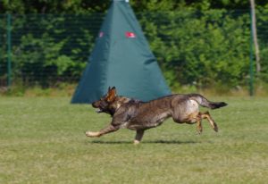 Ways to Help Your Pet Lose Weight