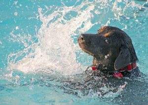 Pool Safety