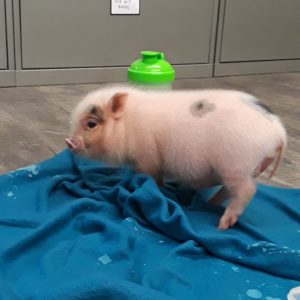 everything you should know about mini pigs