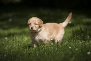 puppy potty training