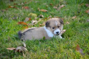 puppy potty training