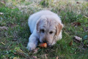 The Dos and Don'ts of Feeding Your Pet