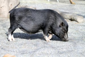 everything you should know about mini pigs